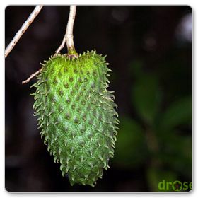 Guanabana, Graviola, Flaszowiec miękkociernisty (Annona muricata)